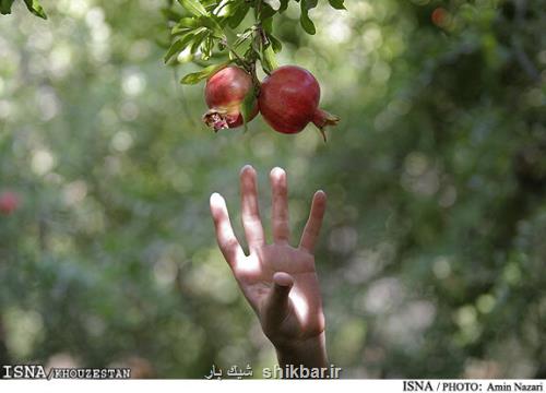 برآورد برداشت ۲۳ هزار تن انار در خوزستان